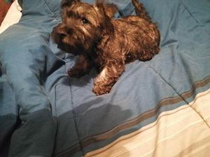 Vendo Lindos Cachorritos Scottish Terrier BRINDEL