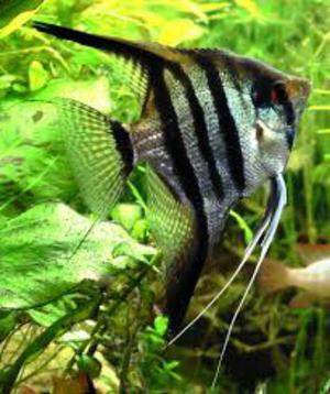 Vendo Peces Ornamentales