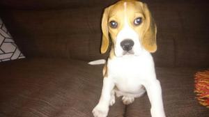 Vendo Perrito Raza Beagle de Dos Meses