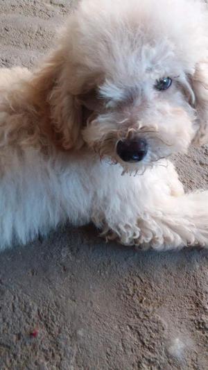 Vendo Poodle por motivo de viaje