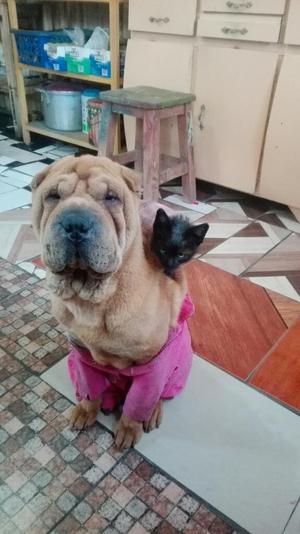 Vendo Sharpei