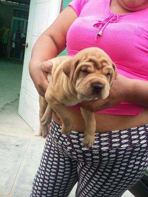 Venta de Perritos Raza Sharpei Hembr