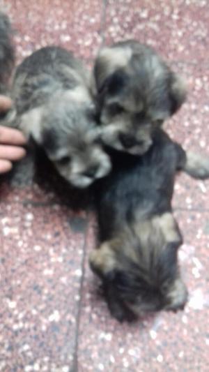 Venta de Perros Snauser