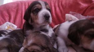 beagle hermosos cachorros