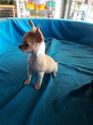 cachorro chihuahua macho