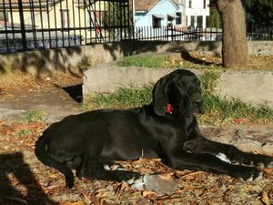 en Venta Cachorros Gran Danes