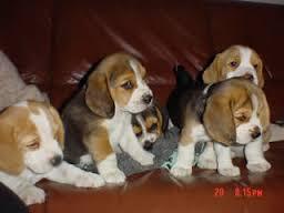 se vende cachorros beagle tricolor solo me quedan 2 puros