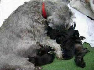 se vende hermosos cachorritos de raza schnauzer muy lindoss