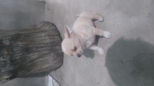 se vende perro chihuahua hembra