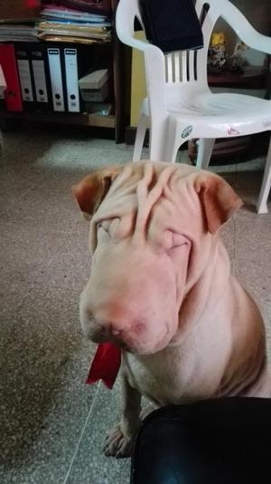 servicio de monta shar pei