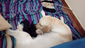 venta de cachorros labrador