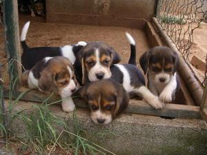 BEAGLE TRICOLOR PADRES ARGENTINOS