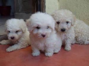 BELLOS CACHORRO BICHON FRISE