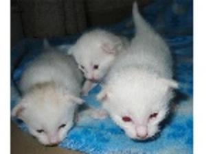 BELLOS GATITOS ANGORA