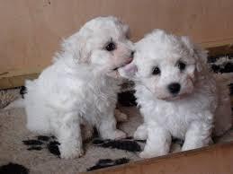 BICHON FRISE CACHORROS PADRES ARGENTINOS.