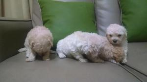 CACHORRITOS POODLE TOY