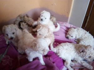 CACHORROS BICHON FRISE