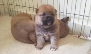 CACHORROS DE RAZA AKITA