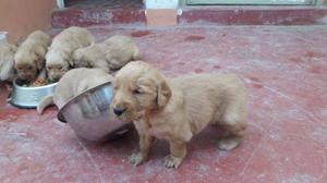 CACHORROS DE RAZA GOLDEN RETRIEVER