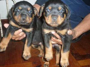 CACHORROS ROTTWEILER