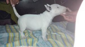 Cachorra hembra Bull Terrier 52 días de nacida