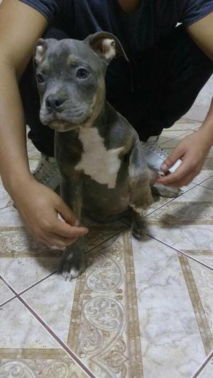 Cachorro American Bully