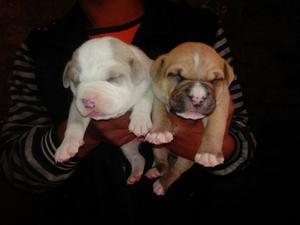 Cachorros Pitbull