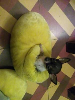 Chihuahua