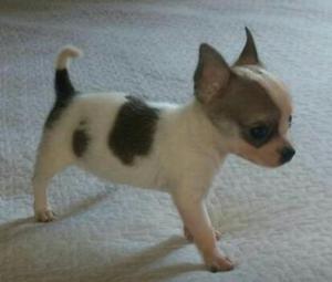 Chihuahua Toy Machito