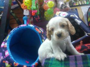 Cocker Ingles Lindos Cachorritos