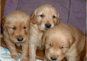 GOLDEN RETRIEVER SUPER LINDOS