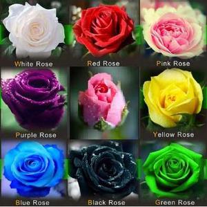 Hermosas Exóticas Flores Rosas Rosales De Colores Semillas
