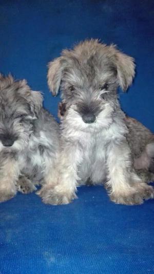 Lindos Schnauzer