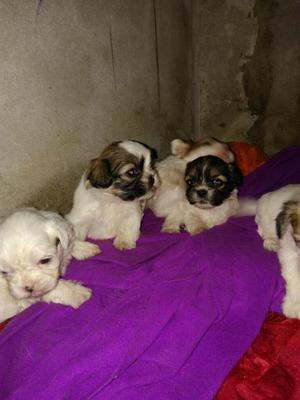 Perritos Shipzu Hay 4 Machitos