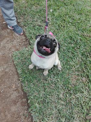 Pug Hembra de 9 Meses