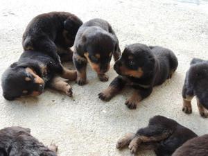 ROTTWEILER HERMOSOS CACHORROS