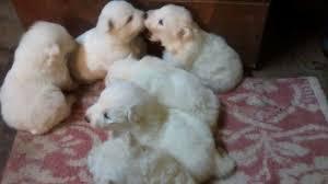 SAMOYEDO CACHORROS FINOS