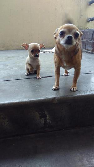 Vendo Hermoso Chihuahua 
