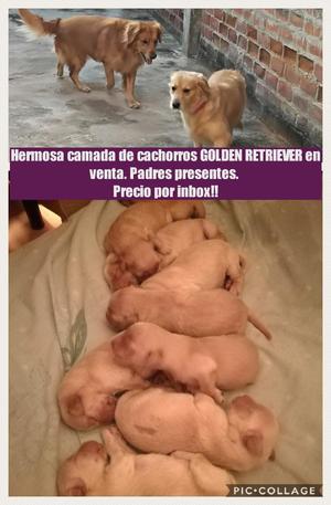 Vendo Hermosos Cachorro Golden Retriever