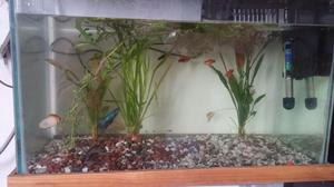 Vendo Pecera Acuario con Docena D Peces