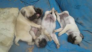 Venta de Cachorritos Raza Pug Carlino