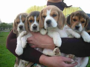Venta de Cachorros Beagle Teicolores