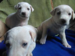 Venta de Cachorros Labradores