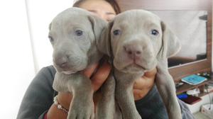 Weimaraner Cachorros 1 Mes