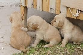 cachorritos golden retriever de 1 mes a 400 soles tl
