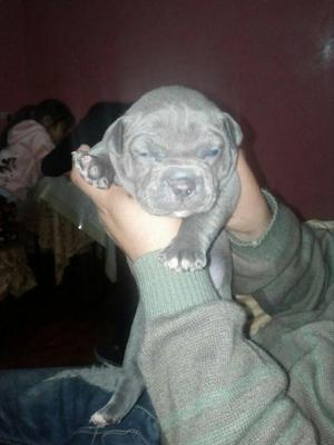 American Bully