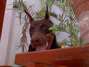 CACHORROS DOBERMAN BELCAN