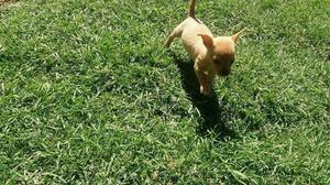 Cachorrita Chihuahua