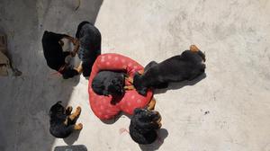 Cachorritos Rottweiler Ya Vacunados