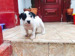 Cachorro Fusion American Bully x Pitbull